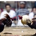 Cockfighting Tournaments