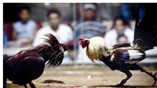 Cockfighting Tournaments